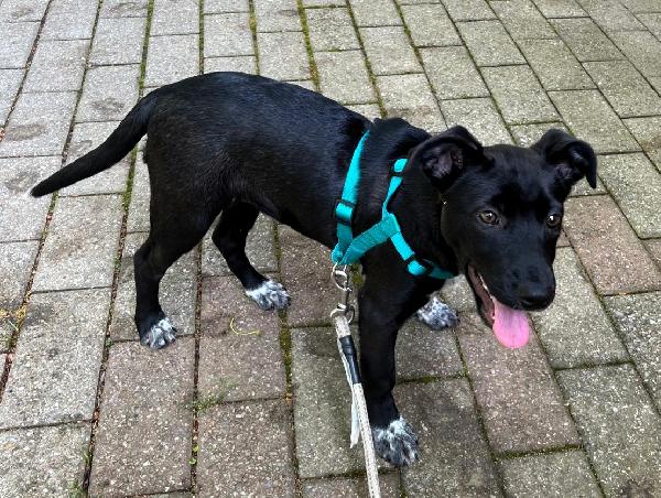 ELETTRA CUCCIOLA STUPENDA Foto 8